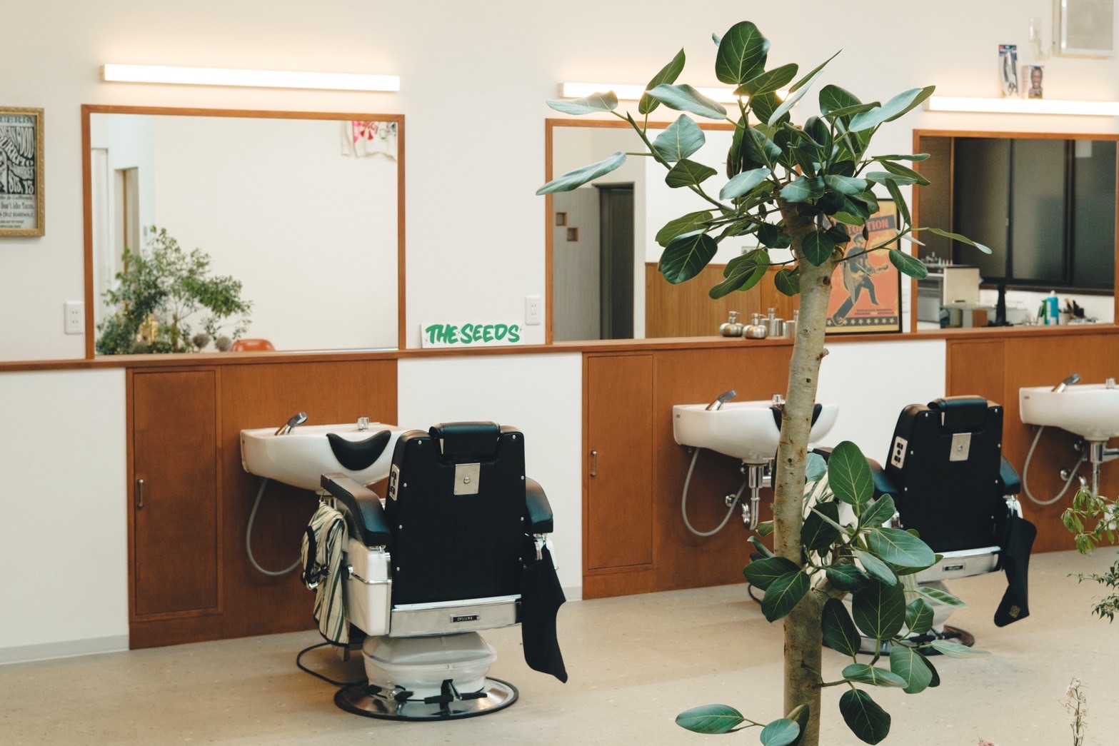 観葉植物とバーバーチェアが並ぶThe seeds店内